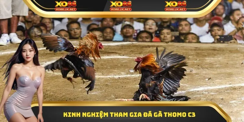 Kinh nghiệm tham gia đá gà Thomo C3