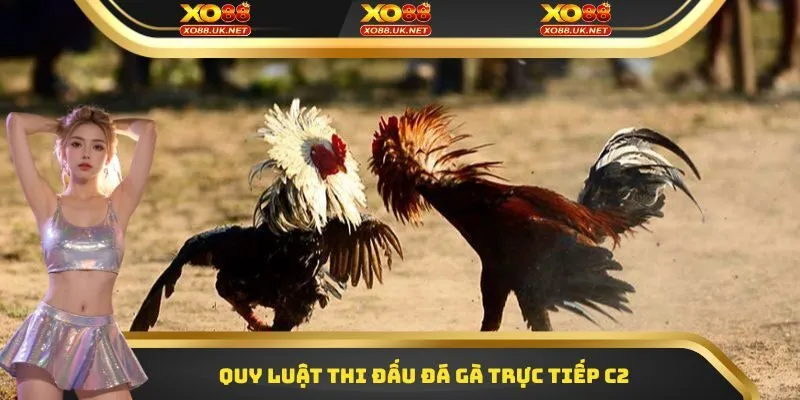 Quy luật thi đấu đá gà trực tiếp C2