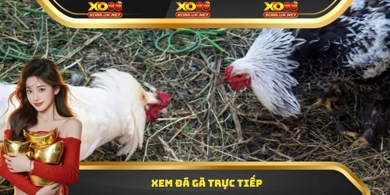 Xem Đá Gà Trực Tiếp